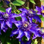 fioletowy clematis