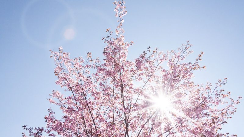 Jak chronić się przed słońcem w ogrodzie – czyli właściwy wybór drzew dających cień