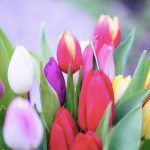 Kolorowe tulipany na bukiet dla tesciowej