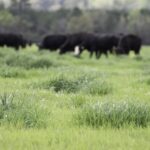 Krowy pasą sie na trawie pastewnej