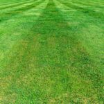 Zielona trawa którą kosi robot koszący